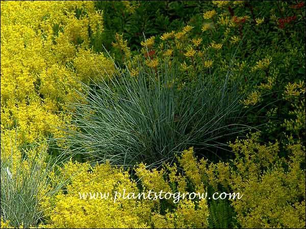 Suffolk Herbes-Grass-Festuca glauca 250 graines